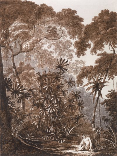 The Fan Palm in the Island of Cracatoa, from 